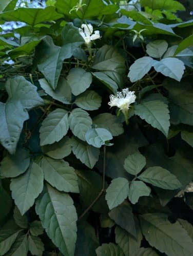 Trichosanthes kirilowii