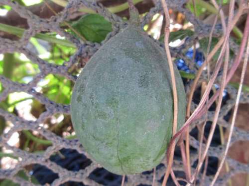 Trichosanthes kirilowii subsp. japonica