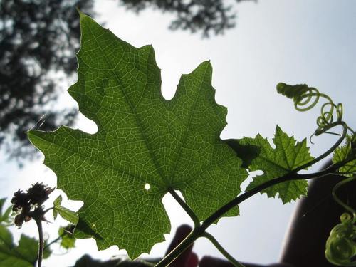 Trichosanthes kirilowii subsp. japonica (Ki-karasu-uri) — photo