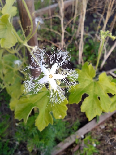Trichosanthes kirilowii subsp. japonica (Ki-karasu-uri) — photo