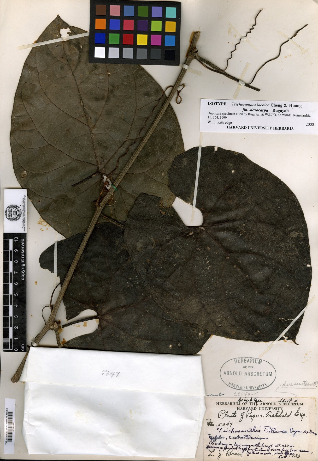 Trichosanthes laeoica f. sicyocarpa