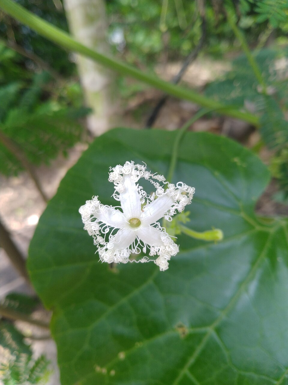 Trichosanthes lepiniana