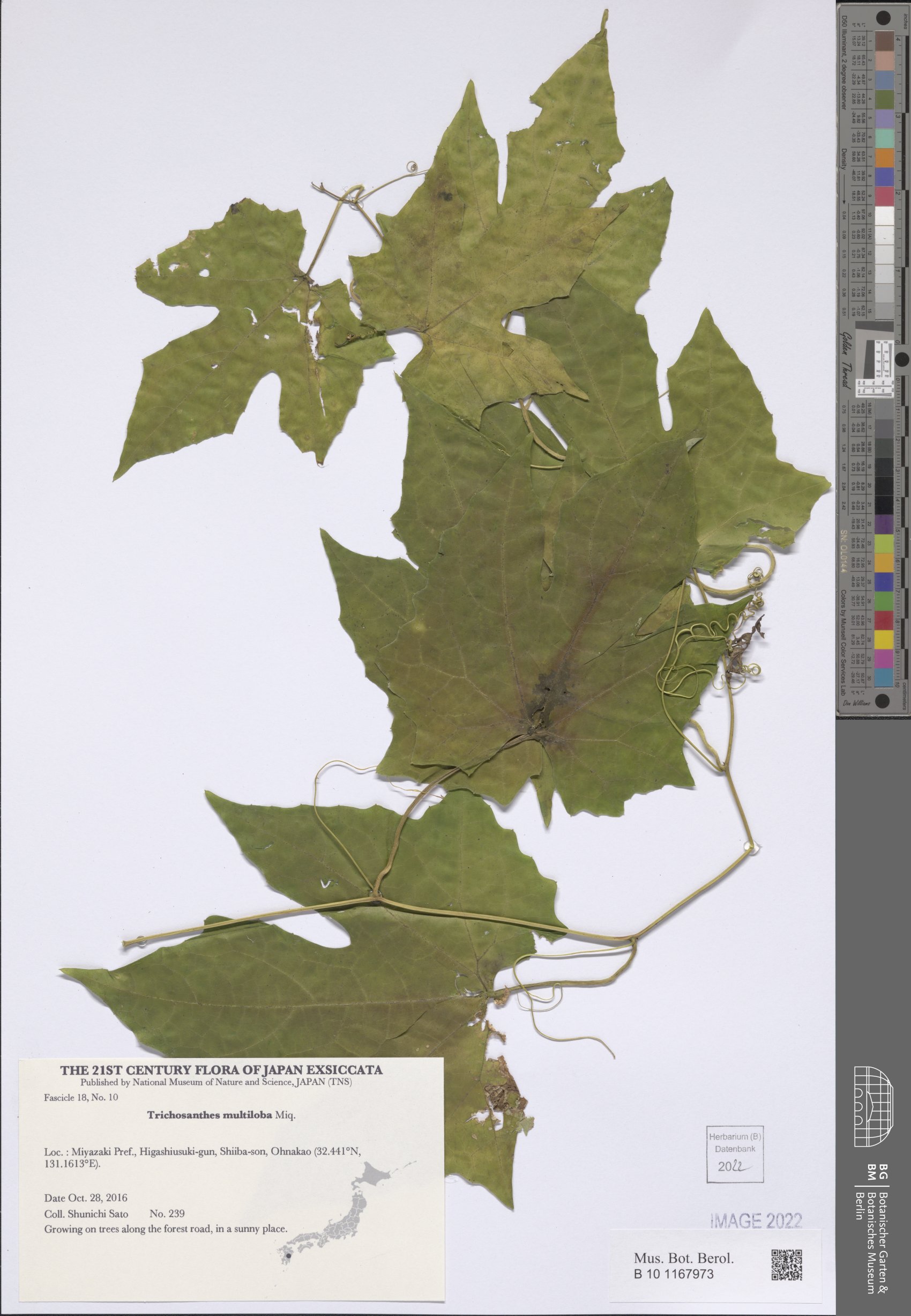 Trichosanthes multiloba