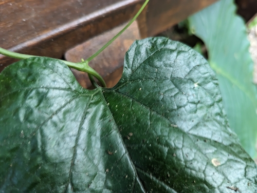 Trichosanthes ovigera (Japanese Snake gourd) — photo