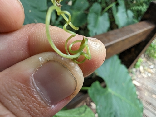 Trichosanthes ovigera (Japanese Snake gourd) — photo