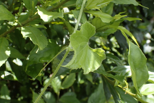 Trichosanthes pilosa (Japanese snake gourd) — photo