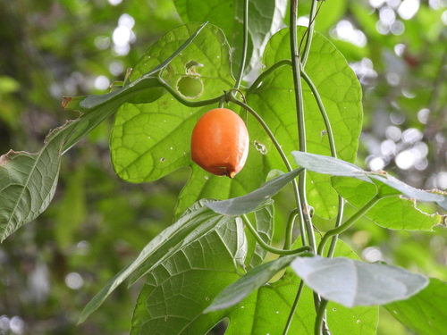 Trichosanthes pilosa (Japanese snake gourd) — photo