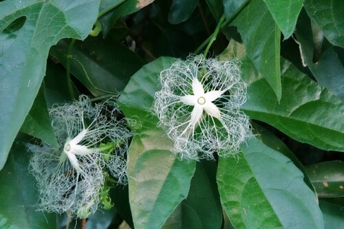 Trichosanthes pilosa