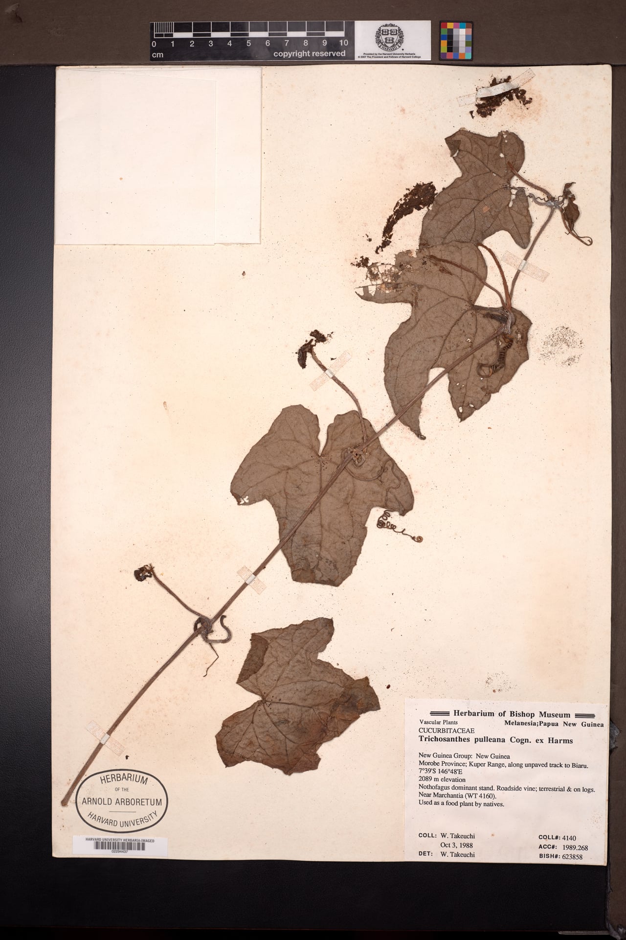 Trichosanthes pulleana
