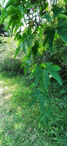 Trichosanthes rosthornii (Demh mious) — photo