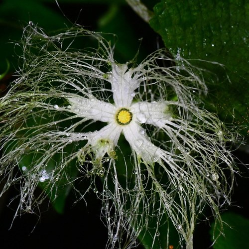 Trichosanthes rosthornii
