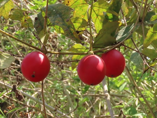 Trichosanthes tricuspidata — photo