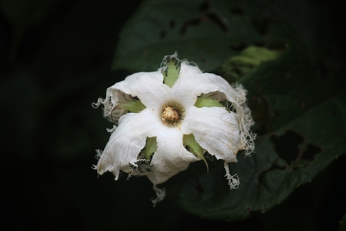 Trichosanthes tricuspidata
