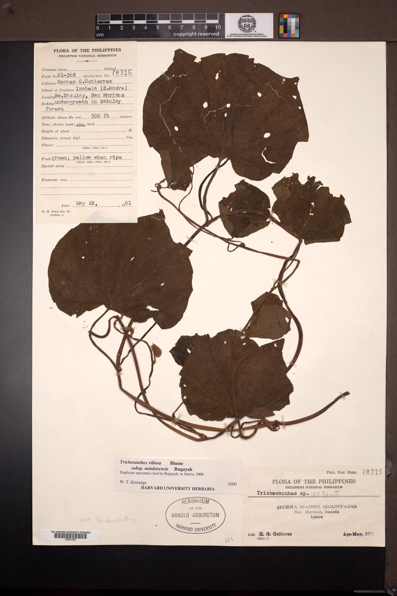 Trichosanthes villosa — photo