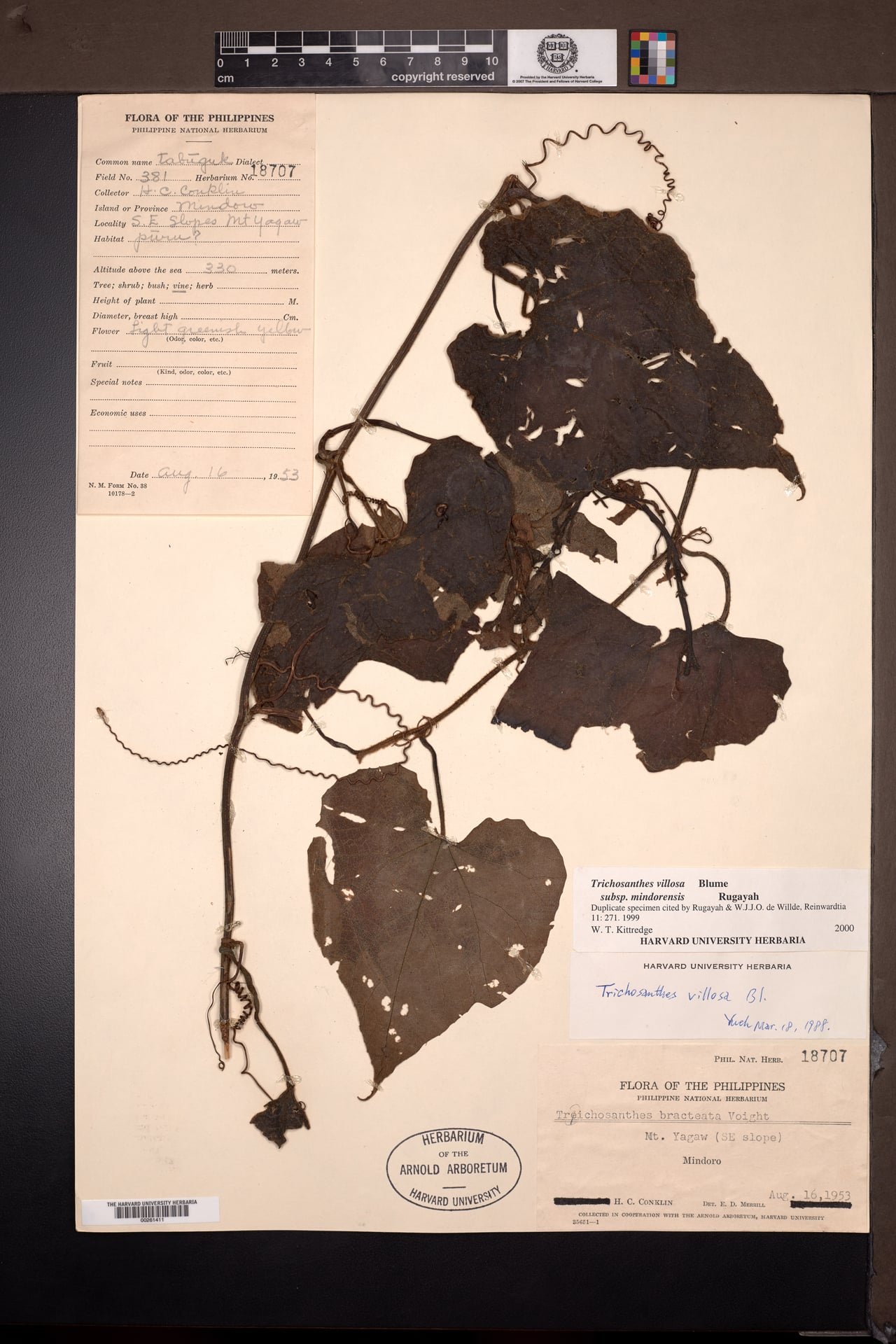 Trichosanthes villosa — photo