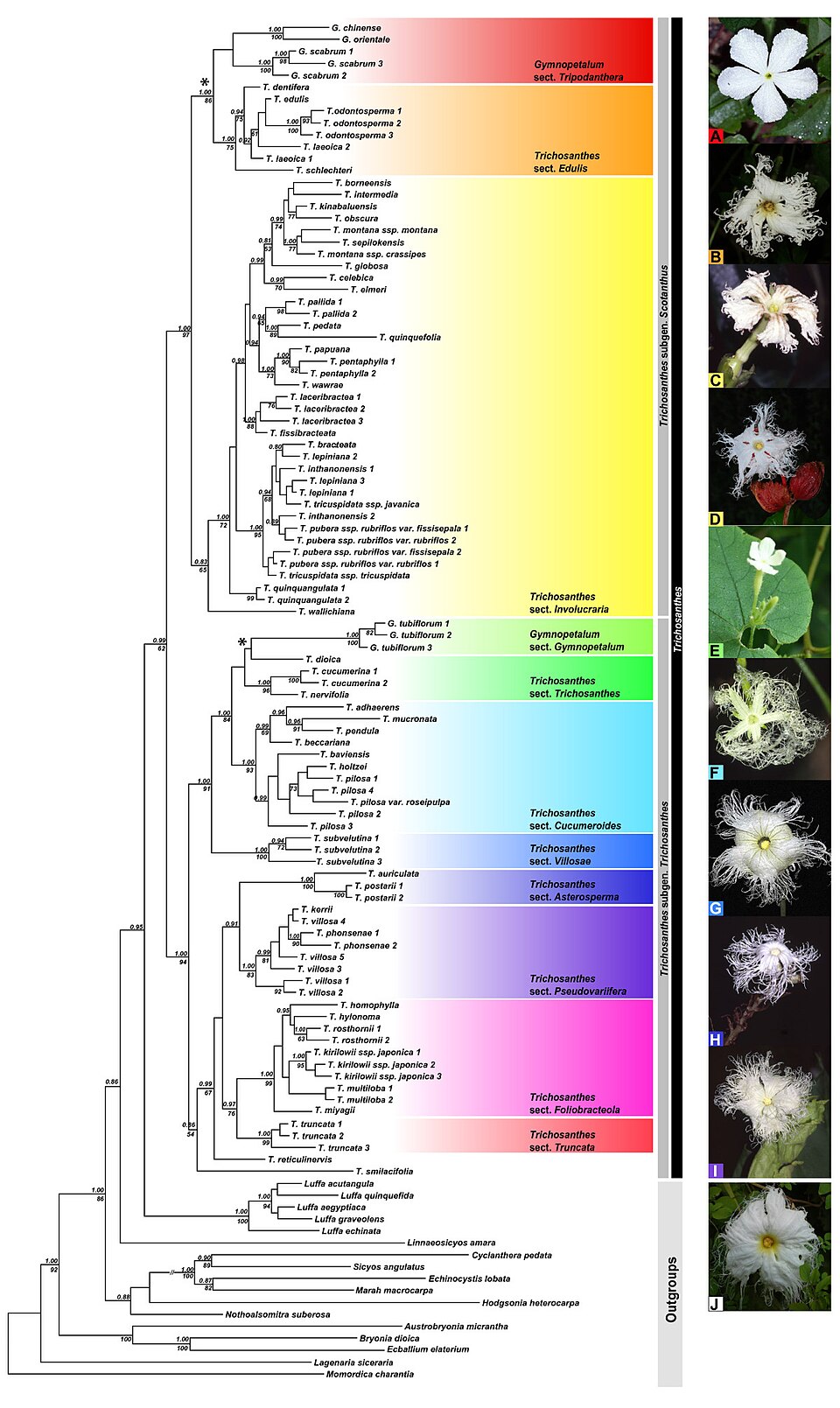 Trichosanthes villosa