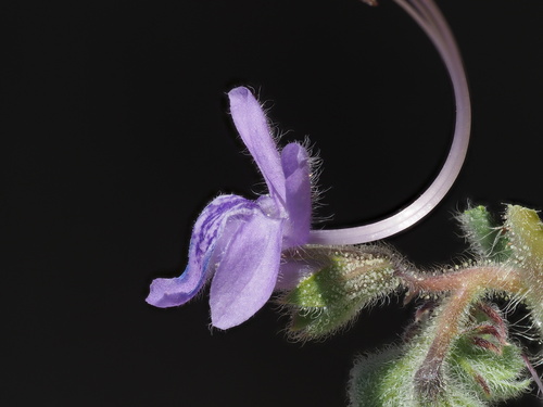 Trichostema lanceolatum (Vinegar weed) — photo