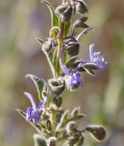 Trichostema lanceolatum (Vinegar weed) — photo