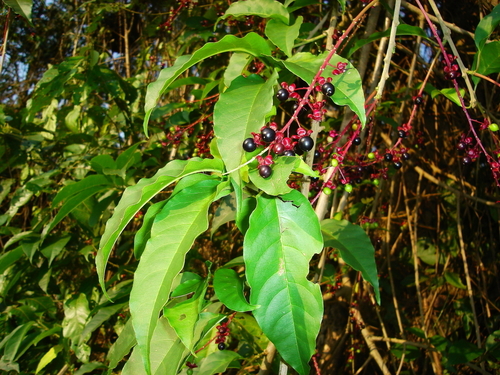 Trichostigma octandrum (Basket vine) — photo