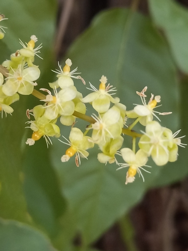 Trichostigma octandrum (Basket vine) — photo