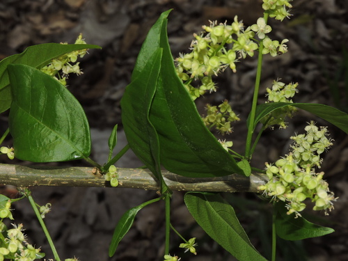 Trichostigma octandrum
