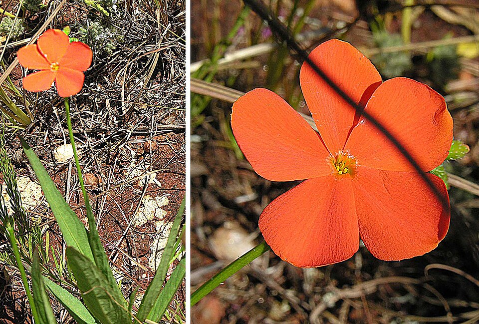 Tricliceras longipedunculatum
