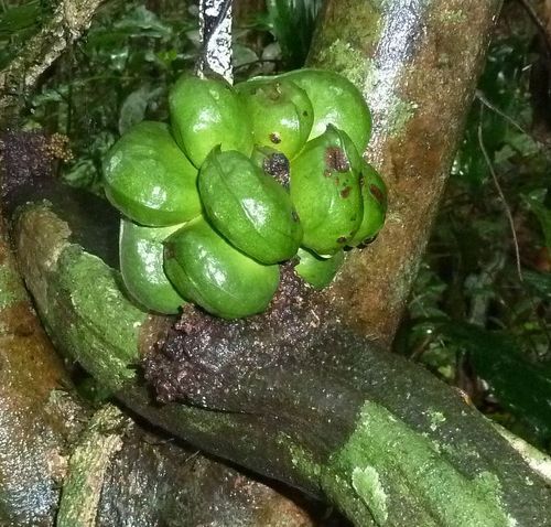 Triclisia dictyophylla — photo