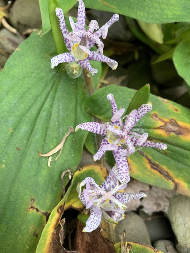 Tricyrtis hirta (Toad lily) — photo