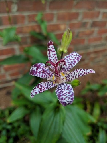 Tricyrtis hirta (Toad lily) — photo