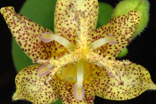 Tricyrtis latifolia — photo