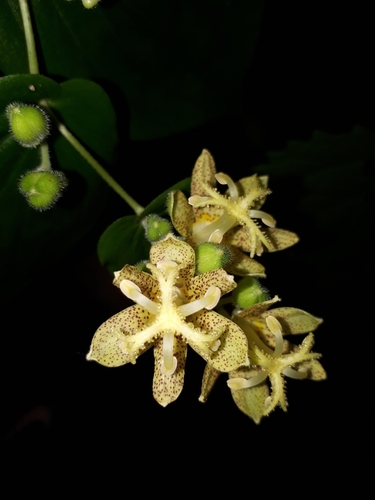 Tricyrtis latifolia — photo