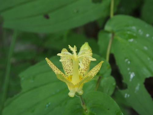 Tricyrtis latifolia
