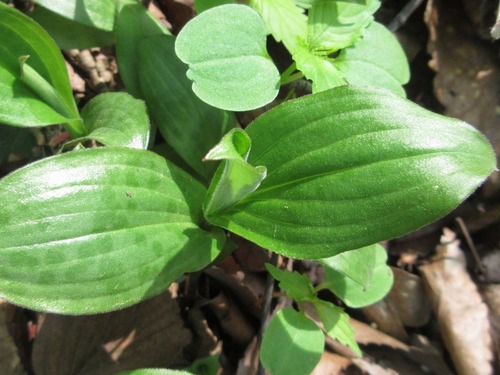 Tricyrtis macropoda — photo