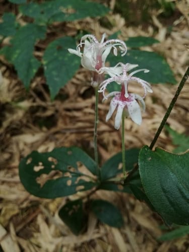 Tricyrtis macropoda — photo