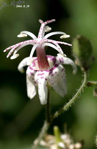 Tricyrtis macropoda