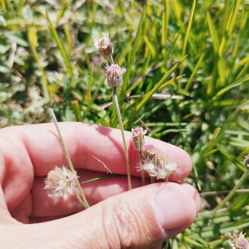 Tridax mexicana — photo