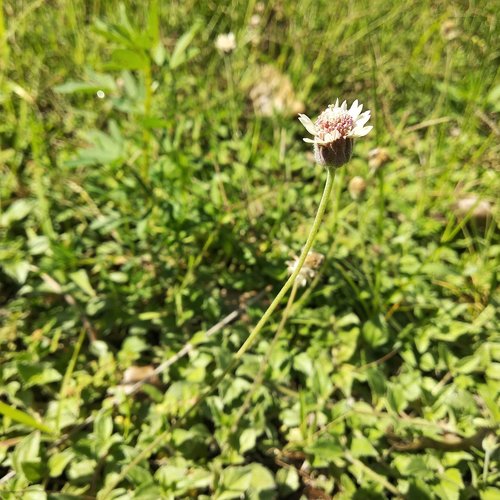 Tridax mexicana