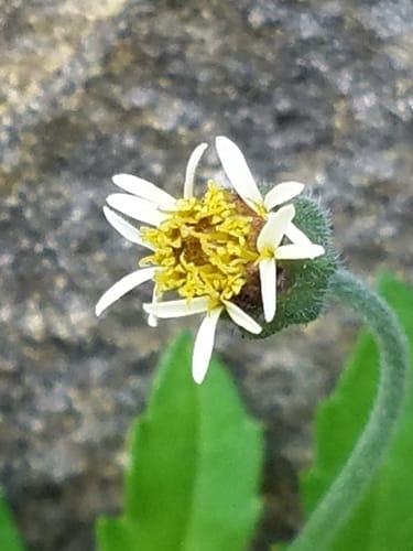 Tridax procumbens (Coat buttons) — photo