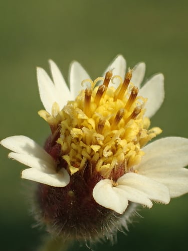 Tridax procumbens