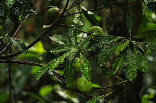 Tridesmostemon omphalocarpoides — photo