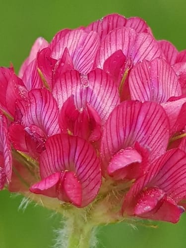 Trifolium africanum (Cape clover) — photo