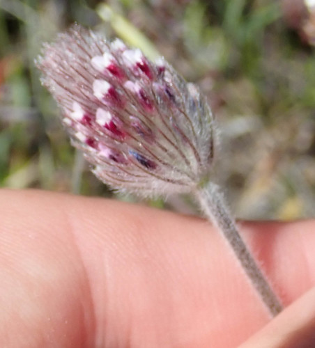 Trifolium albopurpureum (Rancheria clover) — photo