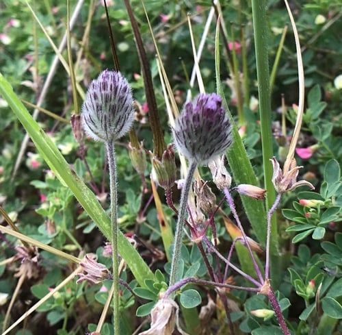 Trifolium albopurpureum (Rancheria clover) — photo