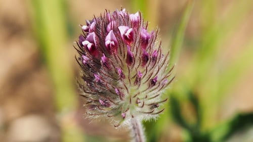 Trifolium albopurpureum