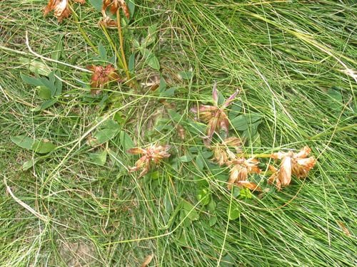 Trifolium alpinum — photo