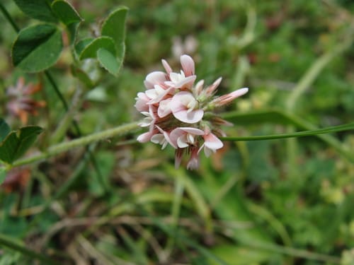 Trifolium amabile (Aztec Clover) — photo