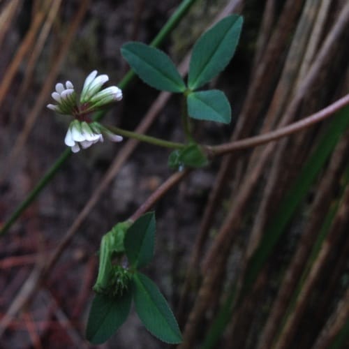 Trifolium amabile (Aztec Clover) — photo