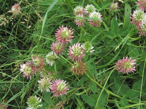 Trifolium ambiguum (Caucasian clover) — photo