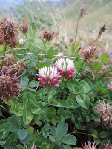 Trifolium ambiguum (Caucasian clover) — photo