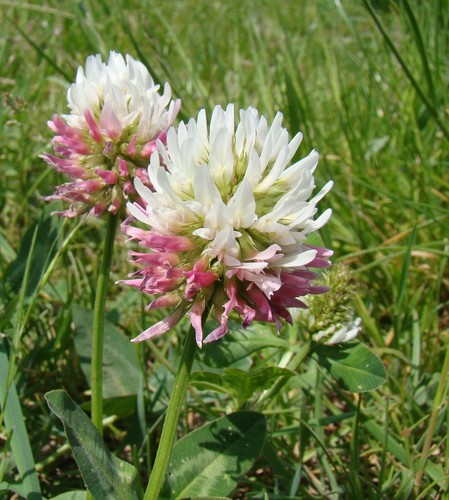 Trifolium ambiguum